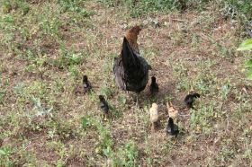 Huhn.JPG