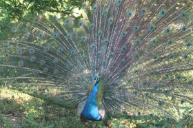 Pfau.JPG
