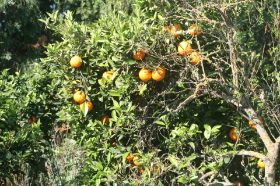 ORANGEN§.JPG